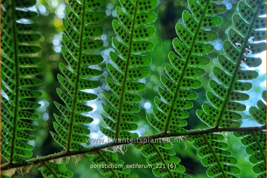 Polystichum setiferum