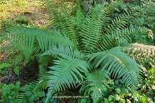 Polystichum setiferum