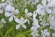 Phlox divaricata 'White Perfume'