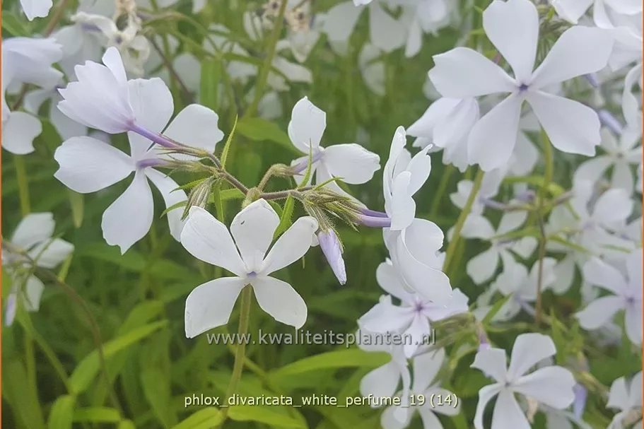 Phlox divaricata 'White Perfume'