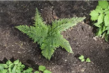 Polystichum setiferum