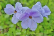 Phlox stolonifera 'Blue Ridge'