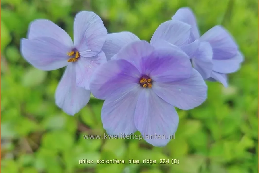 Phlox stolonifera 'Blue Ridge'