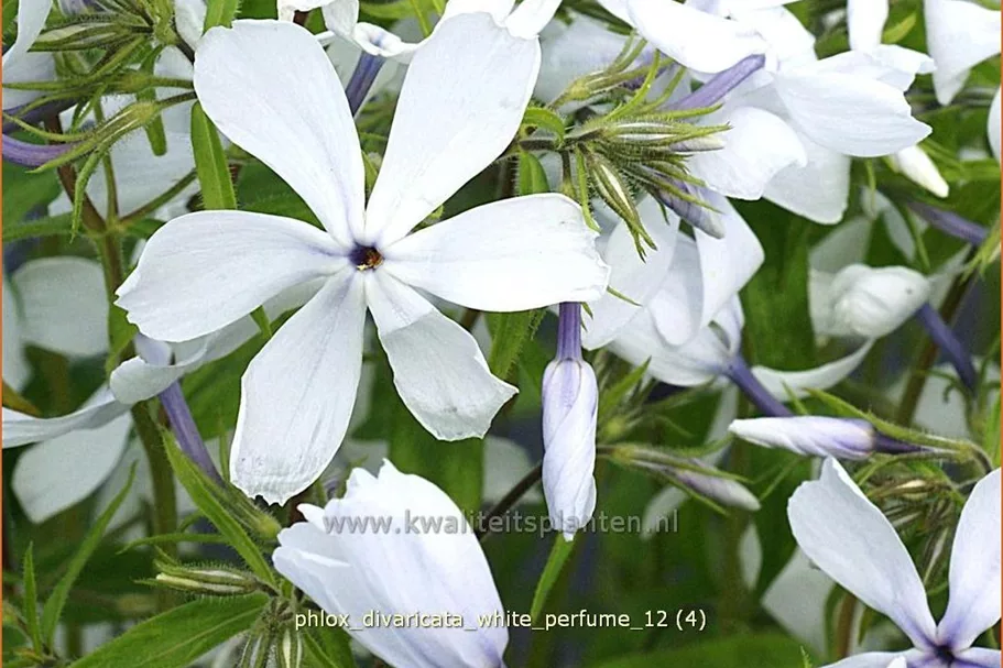 Phlox divaricata 'White Perfume'
