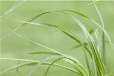 Pennisetum alopecuroides var. viridescens