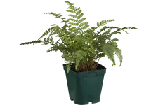 Polystichum setiferum