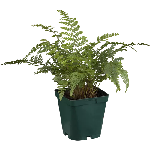Polystichum setiferum