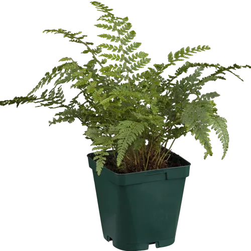 Polystichum setiferum