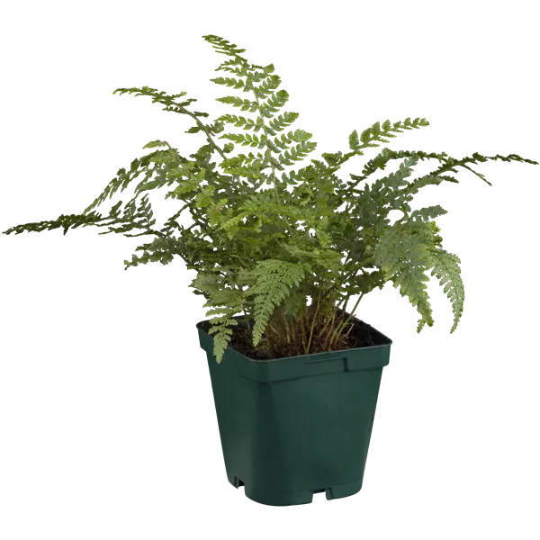 Polystichum setiferum