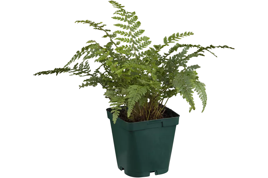 Polystichum setiferum