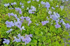 Phlox stolonifera 'Blue Ridge'