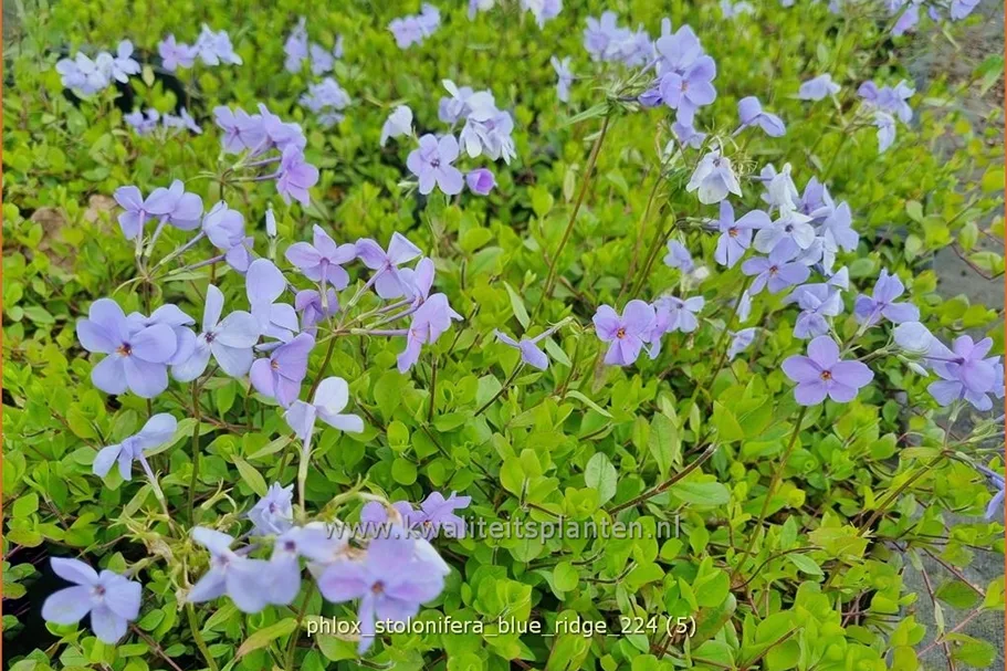 Phlox stolonifera 'Blue Ridge'