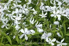 Phlox divaricata 'White Perfume'