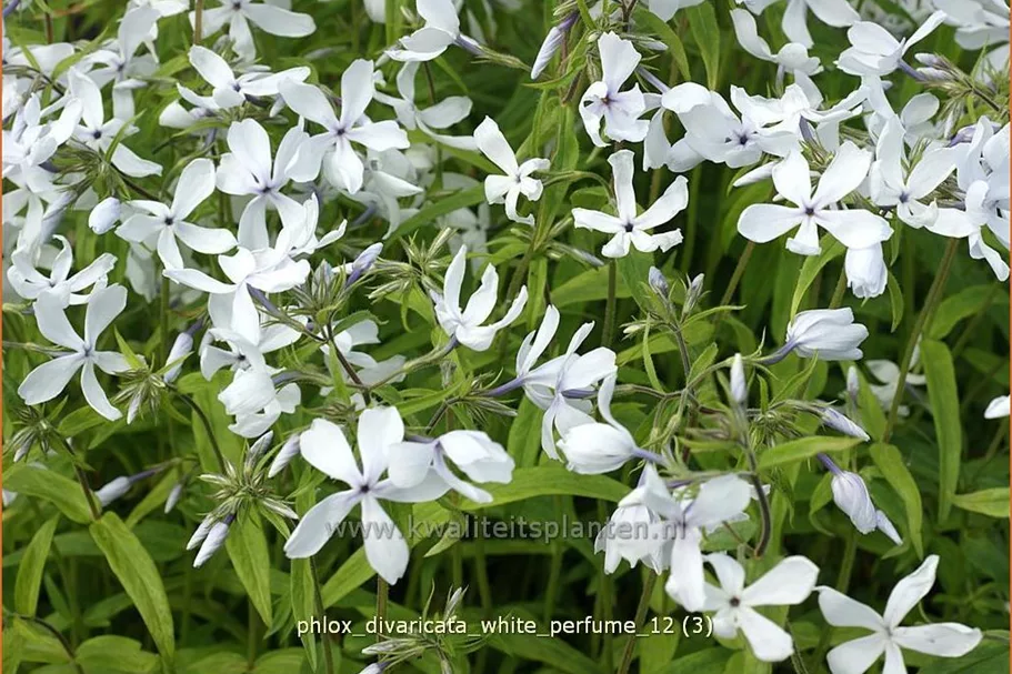 Phlox divaricata 'White Perfume'