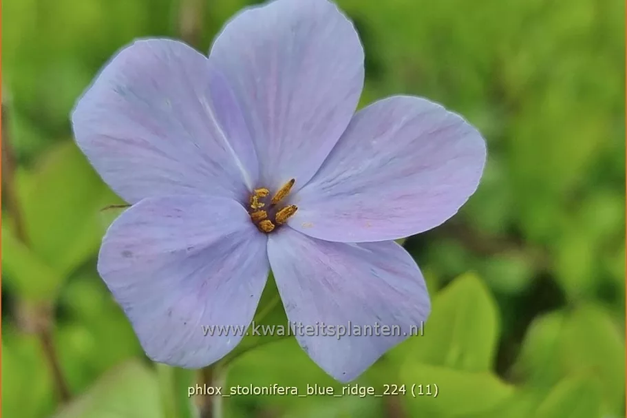 Phlox stolonifera 'Blue Ridge'