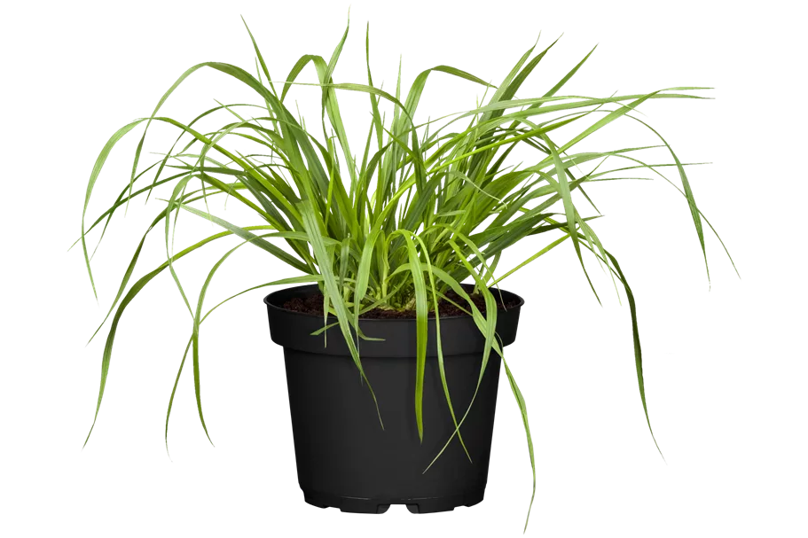 Pennisetum alopecuroides var. viridescens