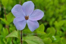 Phlox stolonifera 'Blue Ridge'