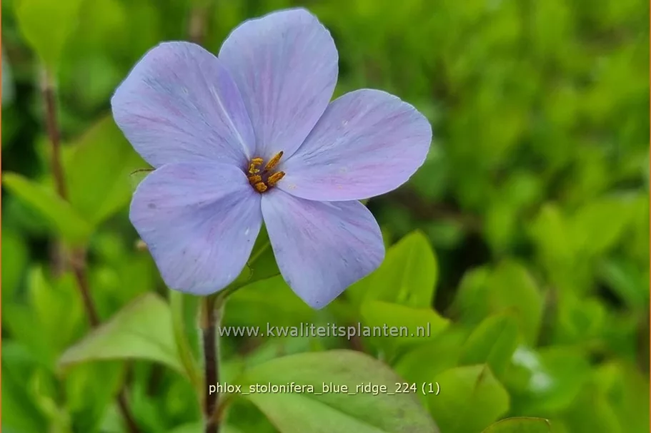 Phlox stolonifera 'Blue Ridge'
