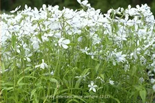 Phlox divaricata 'White Perfume'