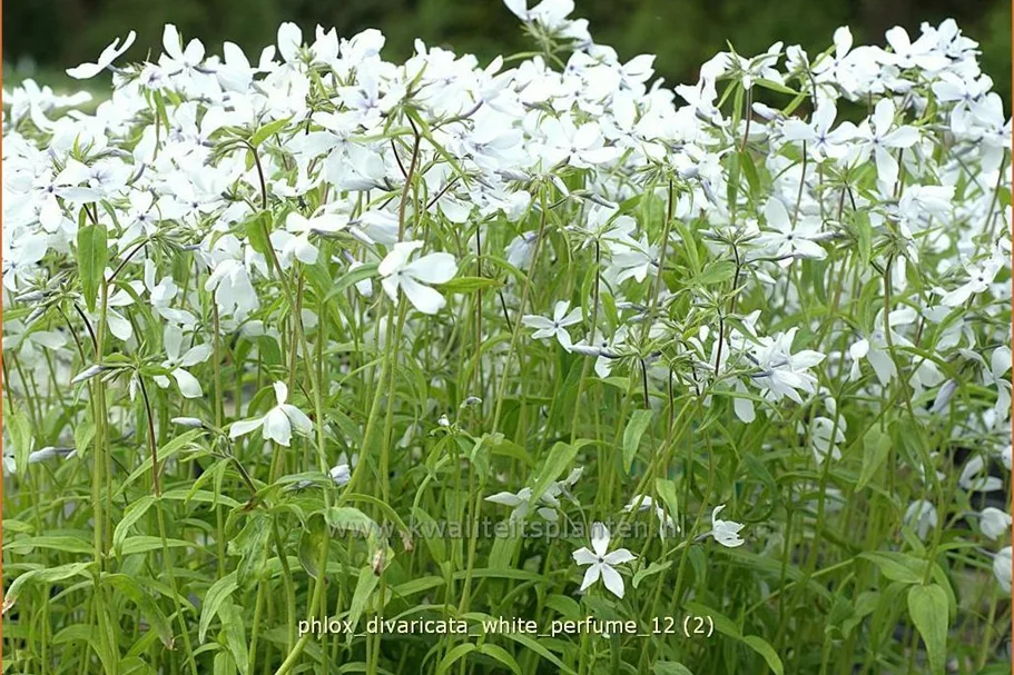 Phlox divaricata 'White Perfume'