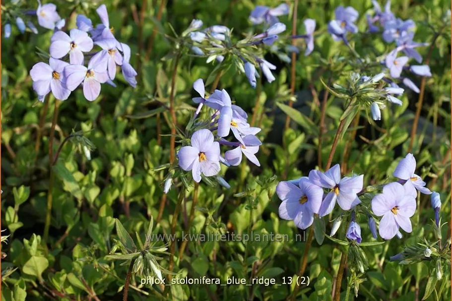 Phlox stolonifera 'Blue Ridge'