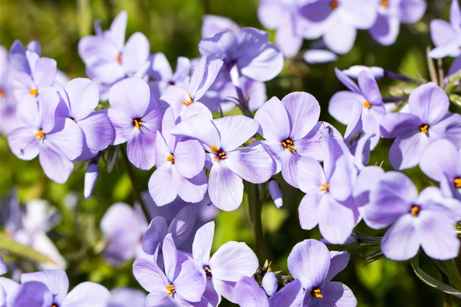 Phlox stolonifera 'Blue Ridge'