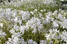 Phlox divaricata 'White Perfume'