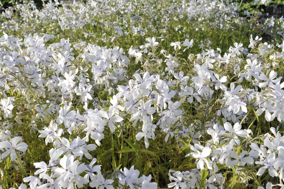 Phlox divaricata 'White Perfume'