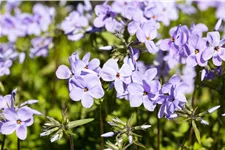 Phlox stolonifera 'Blue Ridge'