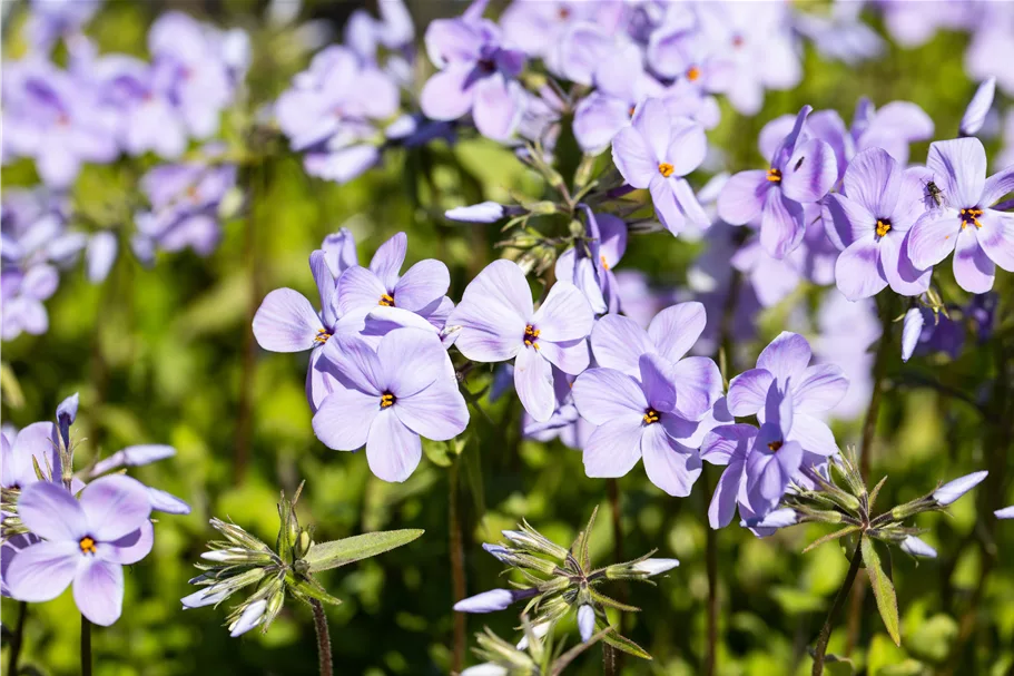Phlox stolonifera 'Blue Ridge'