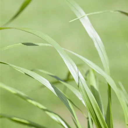 Pennisetum alopecuroides var. viridescens