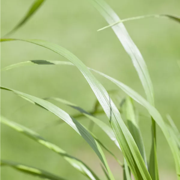 Pennisetum alopecuroides var. viridescens