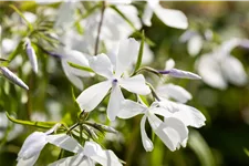Phlox divaricata 'White Perfume'