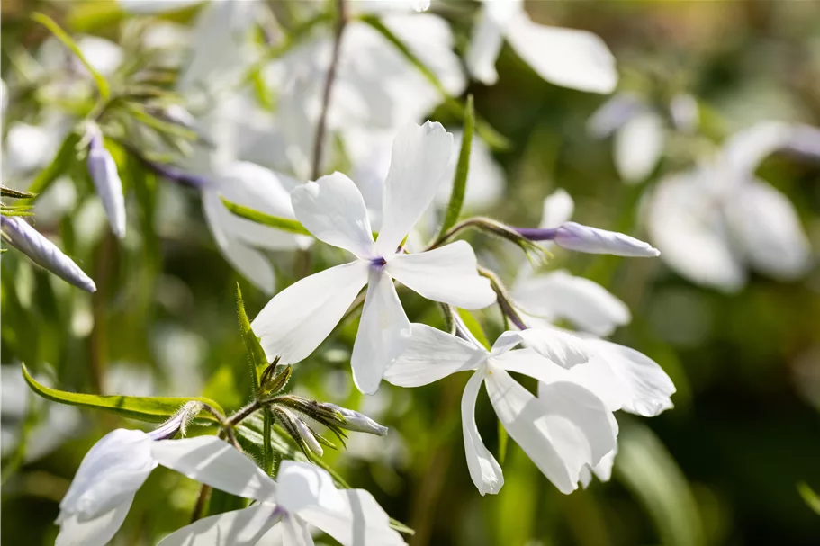 Phlox divaricata 'White Perfume'