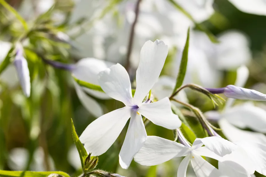 Phlox divaricata 'White Perfume'