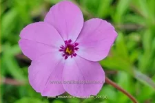 Phlox stolonifera 'Millstream'