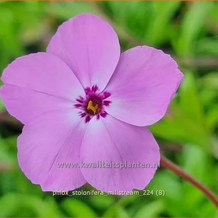 Phlox stolonifera 'Millstream'