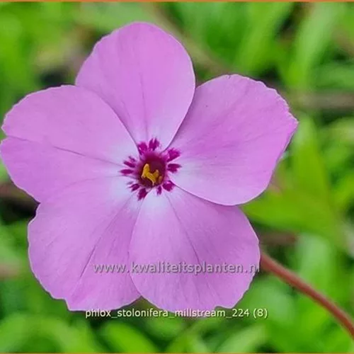 Phlox stolonifera 'Millstream'