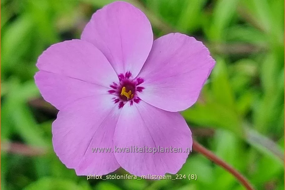Phlox stolonifera 'Millstream'