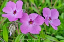 Phlox stolonifera 'Millstream'
