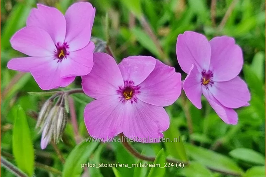 Phlox stolonifera 'Millstream'