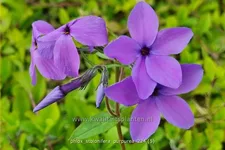 Phlox stolonifera 'Purpurea'