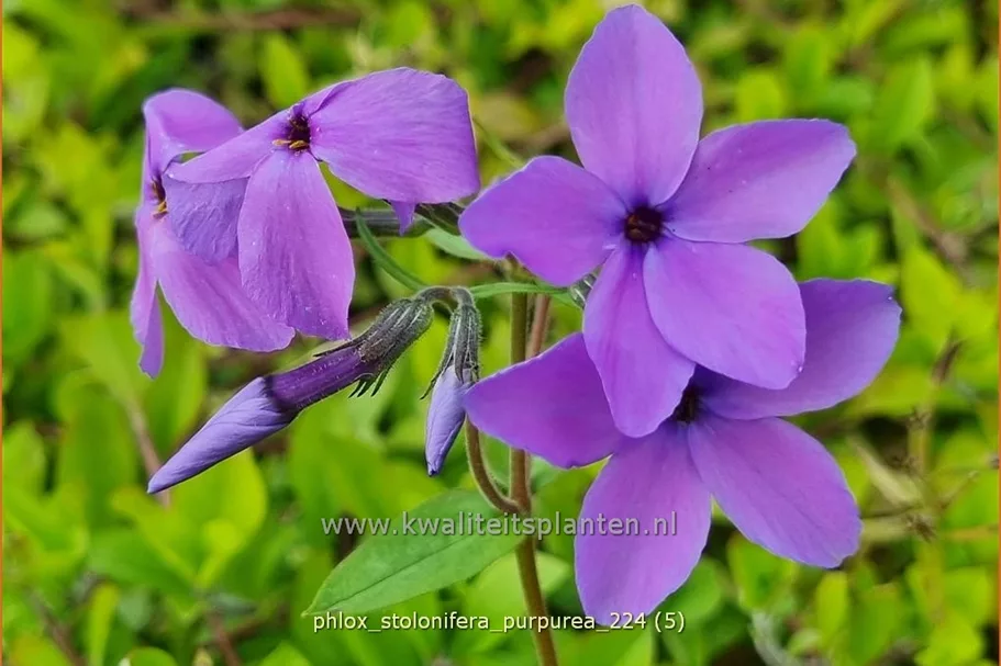 Phlox stolonifera 'Purpurea'