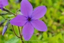 Phlox stolonifera 'Purpurea'