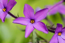 Phlox stolonifera 'Purpurea'