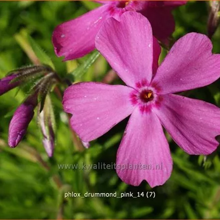 Phlox 'Drummond Pink'