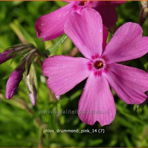 Phlox 'Drummond Pink'
