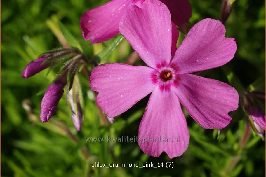 Phlox 'Drummond Pink'