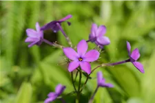 Phlox stolonifera 'Purpurea'
