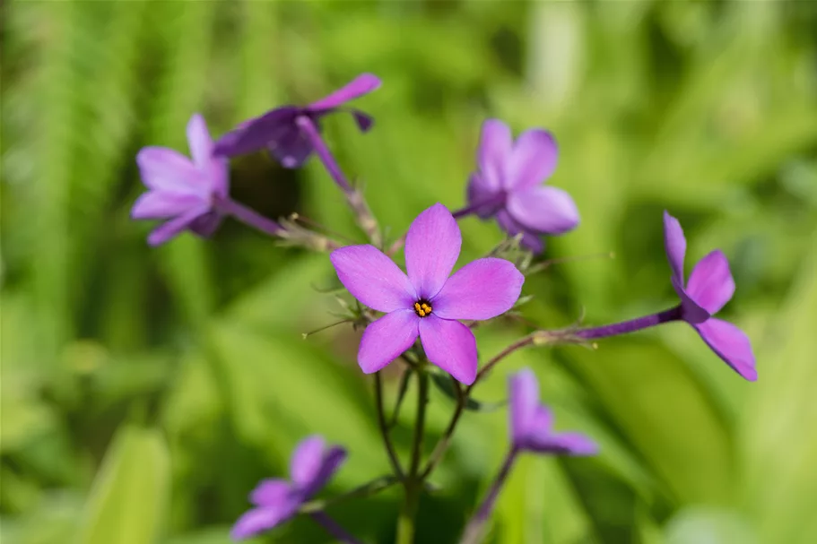 Phlox stolonifera 'Purpurea'